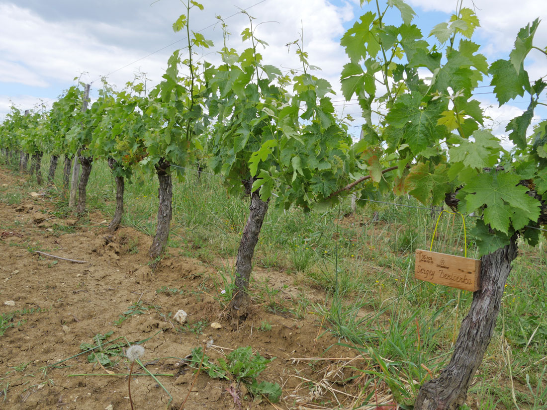 Виноградник на урожай